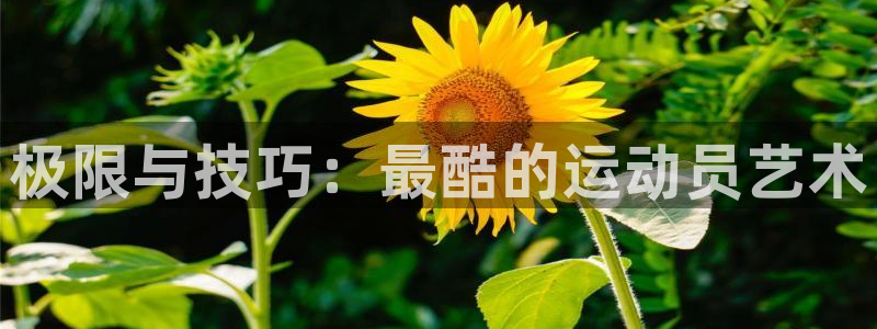 沐鸣体育凯捷平台招商